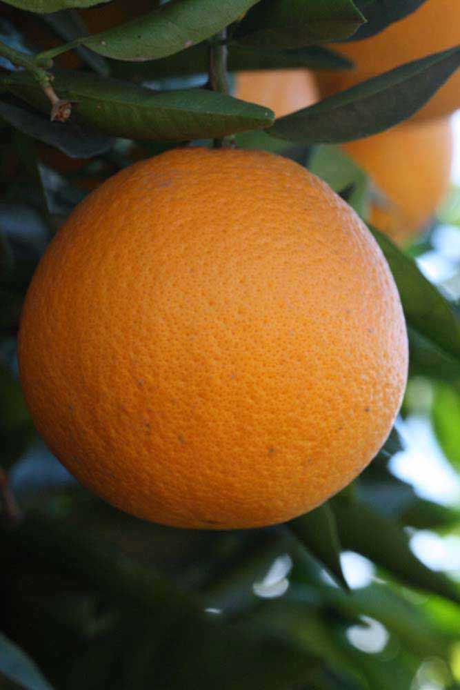              Fruit (Riverside, CA)       